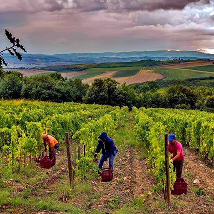 Valpolicellas natursköna vingårdar