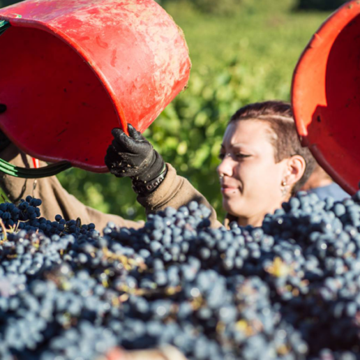 Den italienska vinskörden 2020