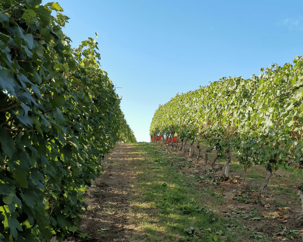 Vendemmia i Piemonte