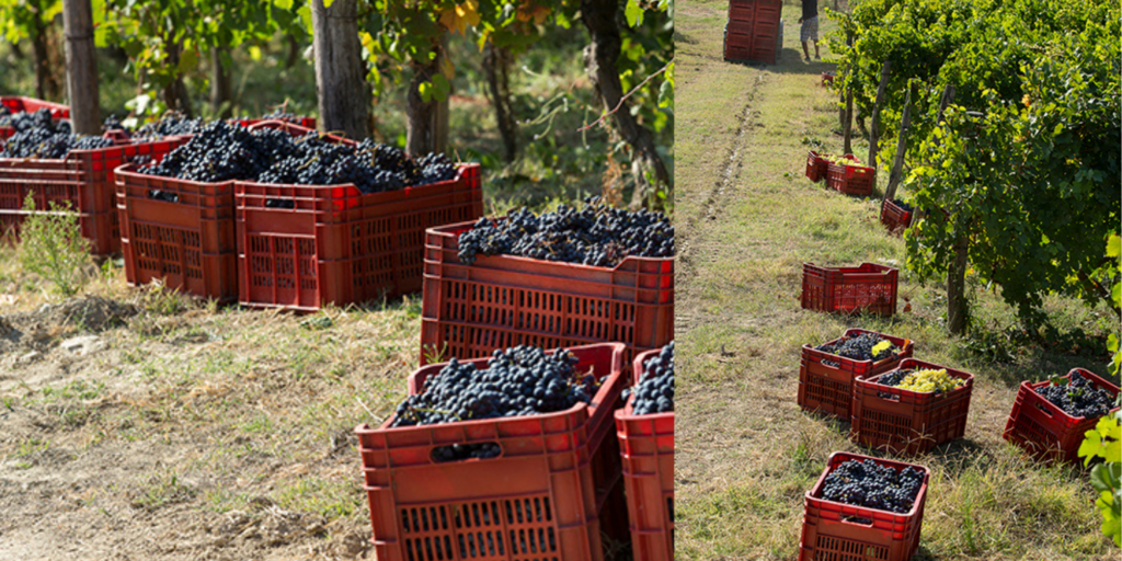 Vendemmia i Piemonte