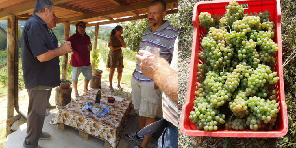 Vendemmia i Piemonte