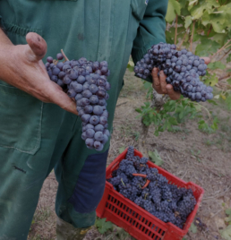 Vendemmia i Piemonte