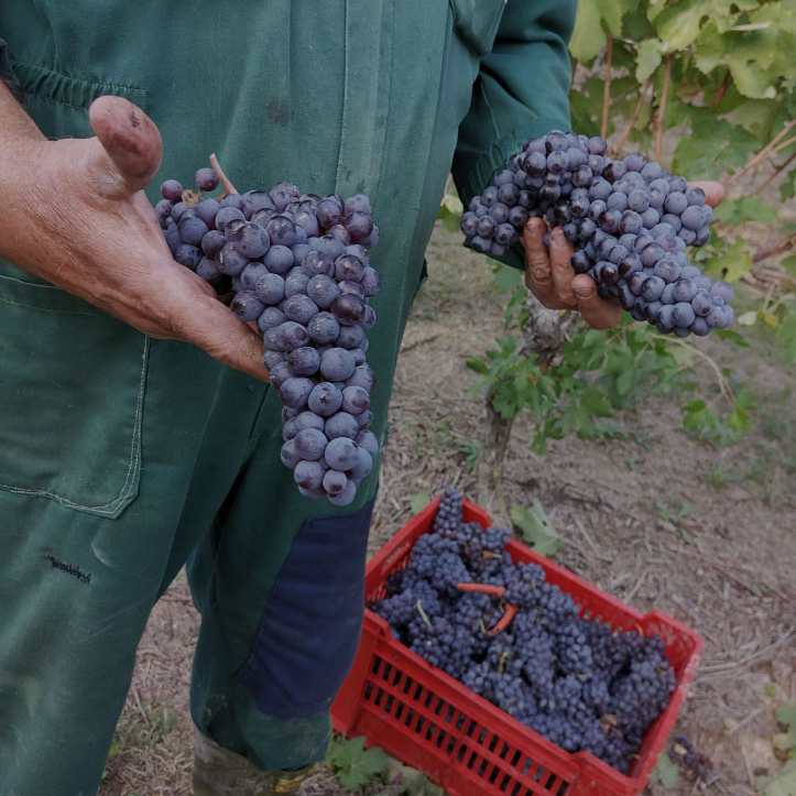 Vendemmia i Piemonte