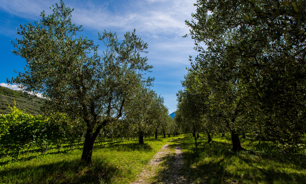 Omojlig-olivolja-fran-Garda