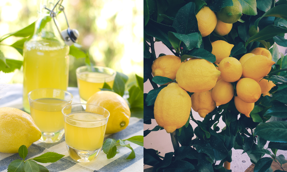 limoncello