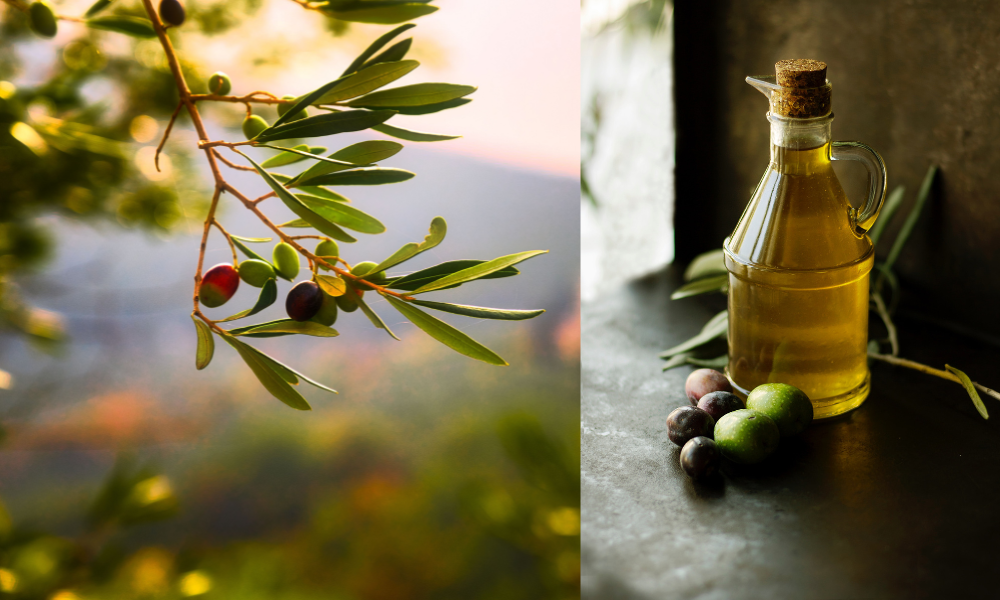 olivolja-oliver